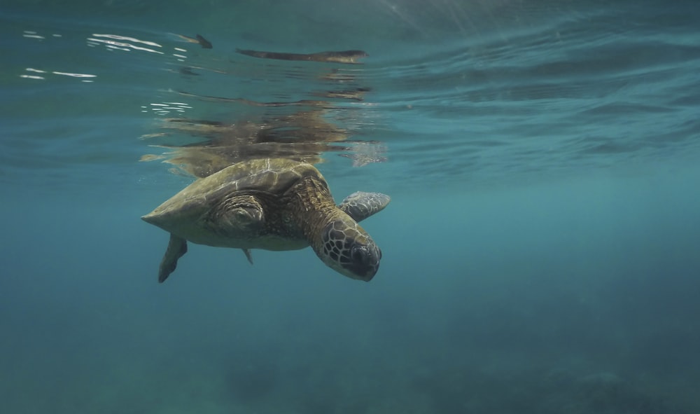 brown and black turtle in water