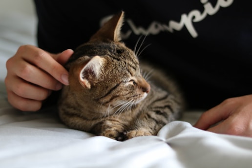 A happy cat sitting beside its owner who is gently rewarding it with a treat indoors.