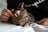 A small, striped tabby cat sits contentedly on a bed, with one person's hand gently petting its head. The cat's eyes are closed, indicating relaxation and comfort. The person is wearing a dark shirt with partial text visible.