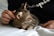 A satisfied cat being examined by a veterinarian.