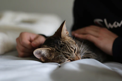 Kahverengi tekir bir kedi, beyaz bir kumaşın üzerinde uzanıyor.