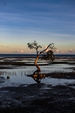 brown tree on body of water during daytime