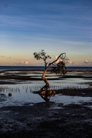 brown tree on body of water during daytime