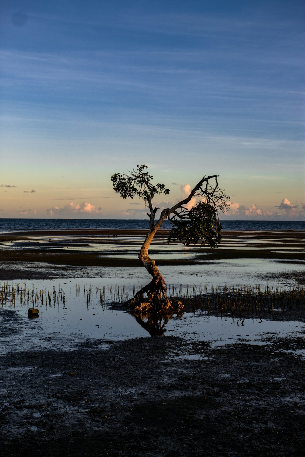 brown tree on body of water during daytime