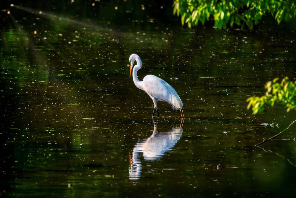 white long beak bird on water