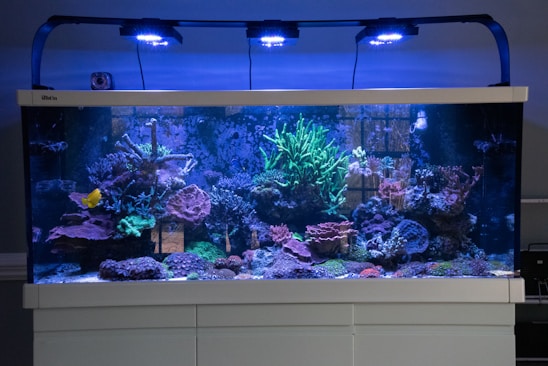 A large aquarium filled with diverse corals and marine life, illuminated by blue overhead lights. The tank features a rich array of coral species with various shapes and textures, and a brightly colored yellow fish swimming amongst them. The background is a deep blue, enhancing the vibrant colors of the corals and marine life.