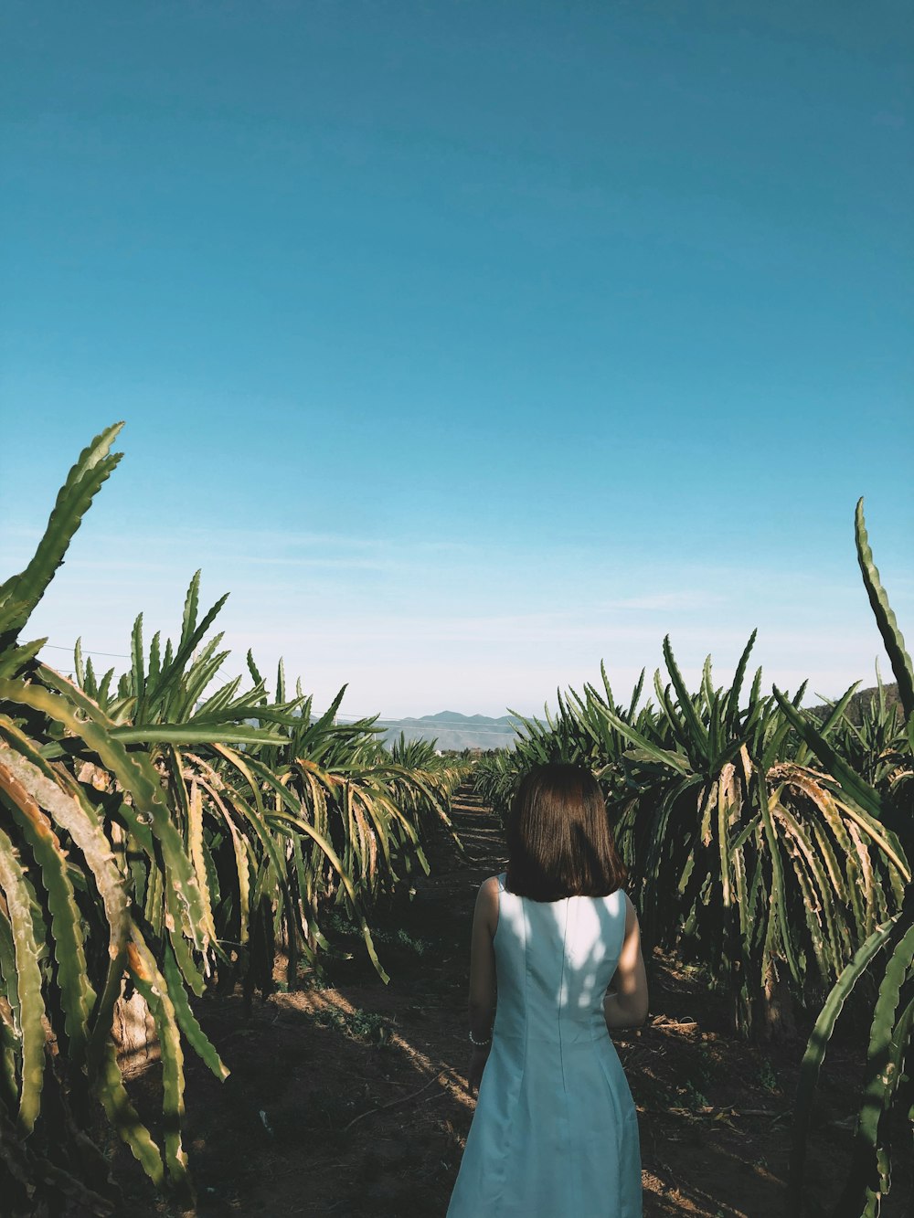 woman in white t-shirt standing near green palm tree during daytime