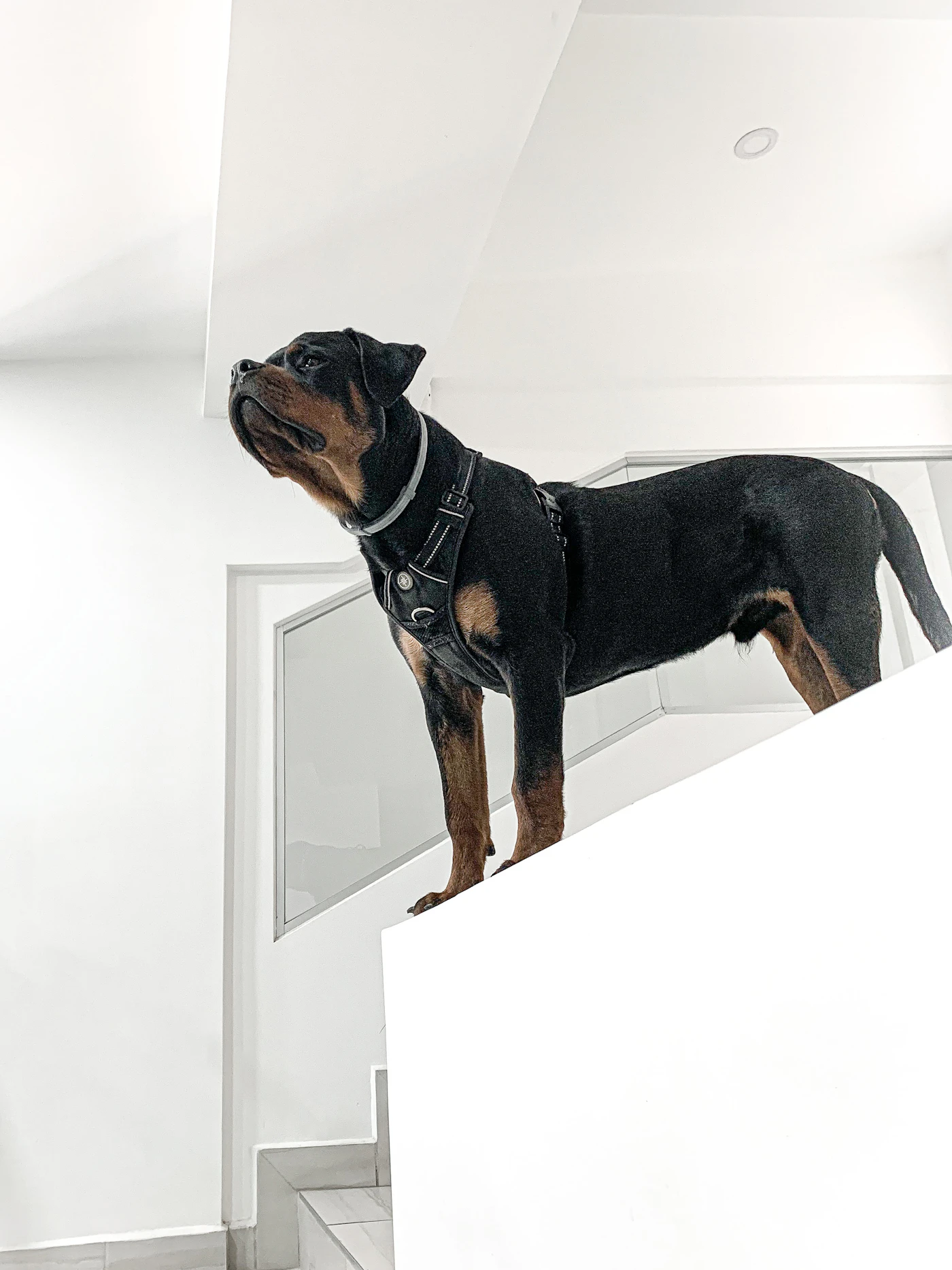 A long-coated dog in a fitted working harness sits attentively beside its handler on a quiet path