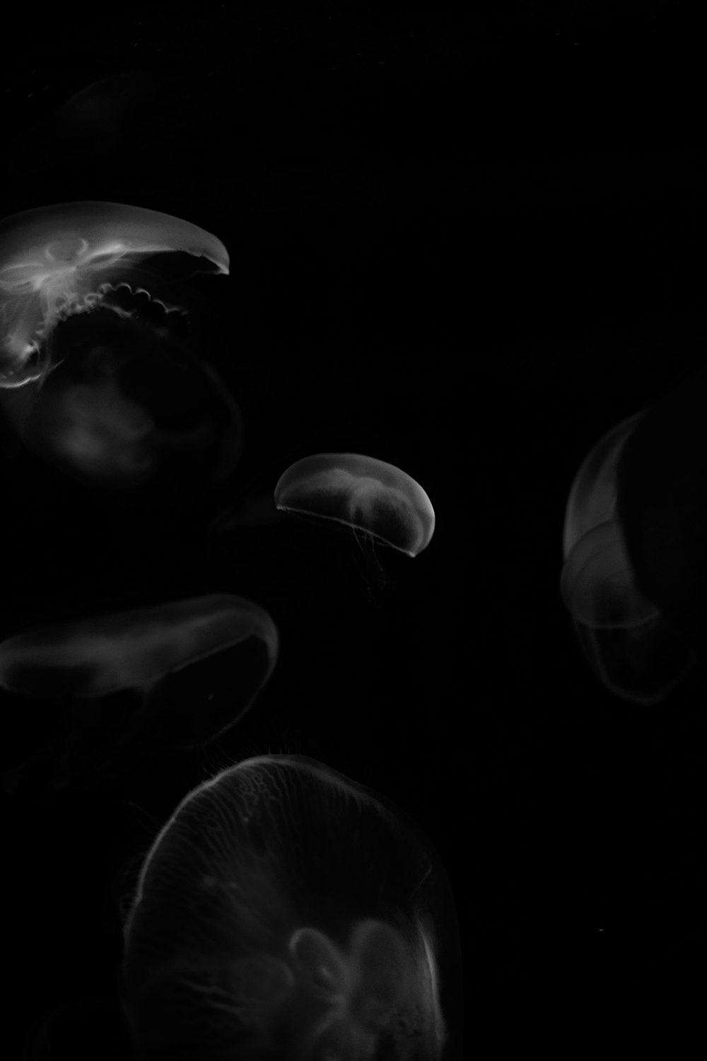 grayscale photo of jelly fish