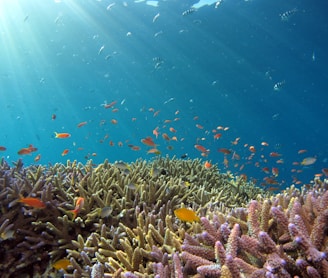 school of fish in body of water