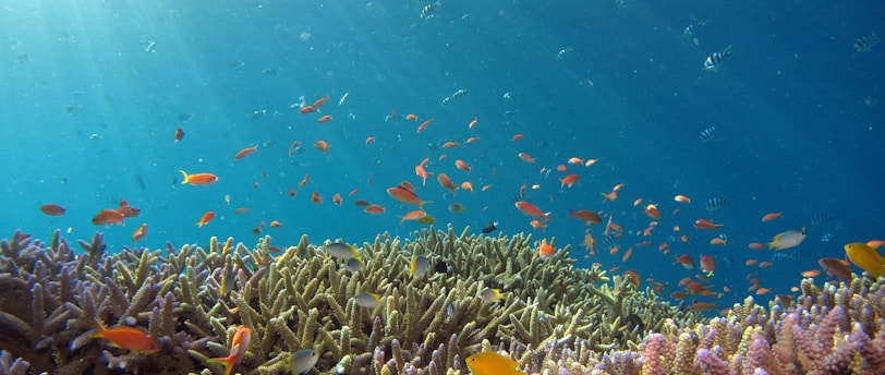 school of fish in body of water