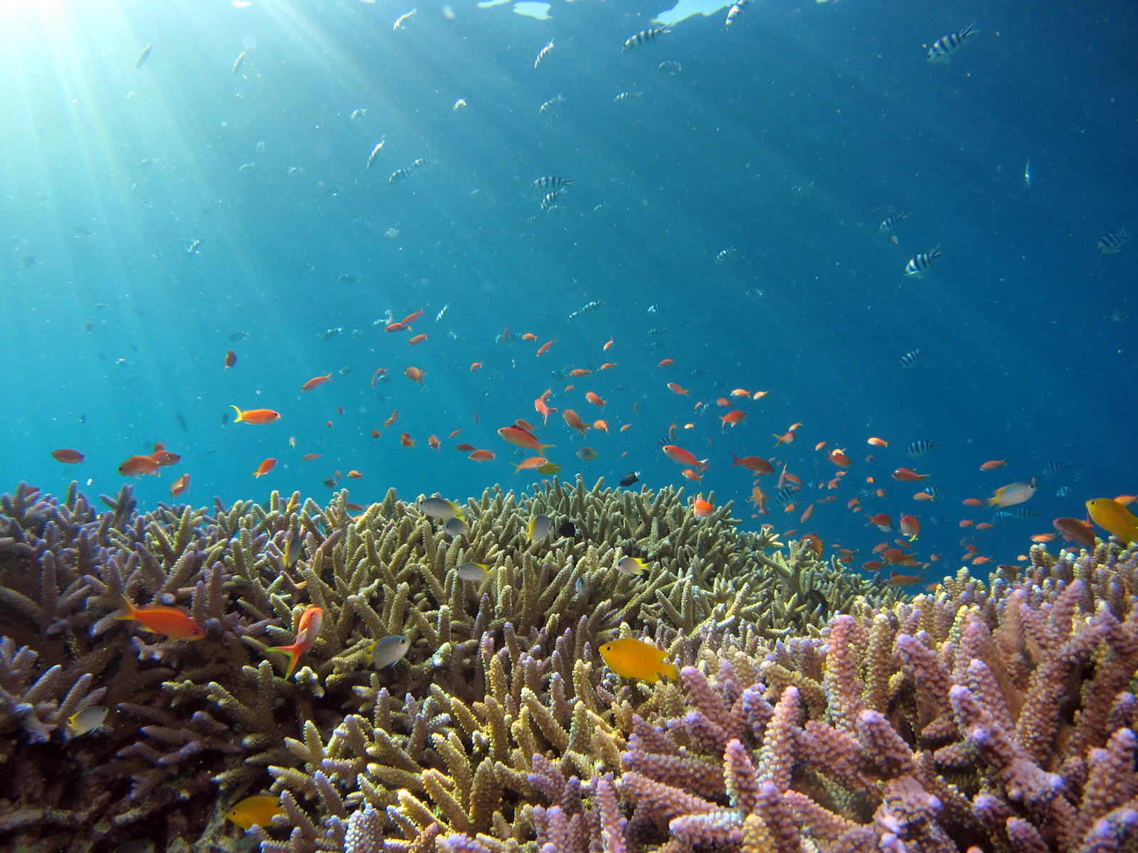 Vivid coral reef in shallow turquoise water with orange and purple corals