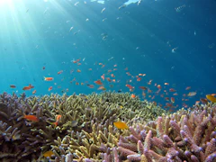 Clear reef water with coral habitat and small tropical fish