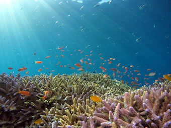 Diver over a coral reef