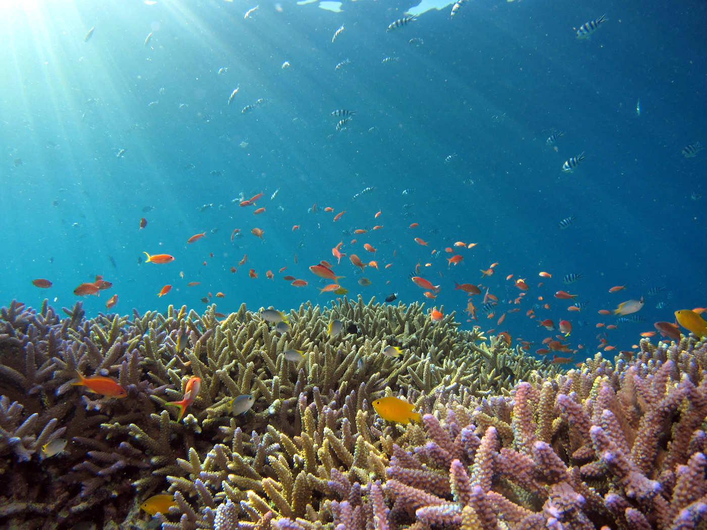 Colorful underwater coral reef and marine life