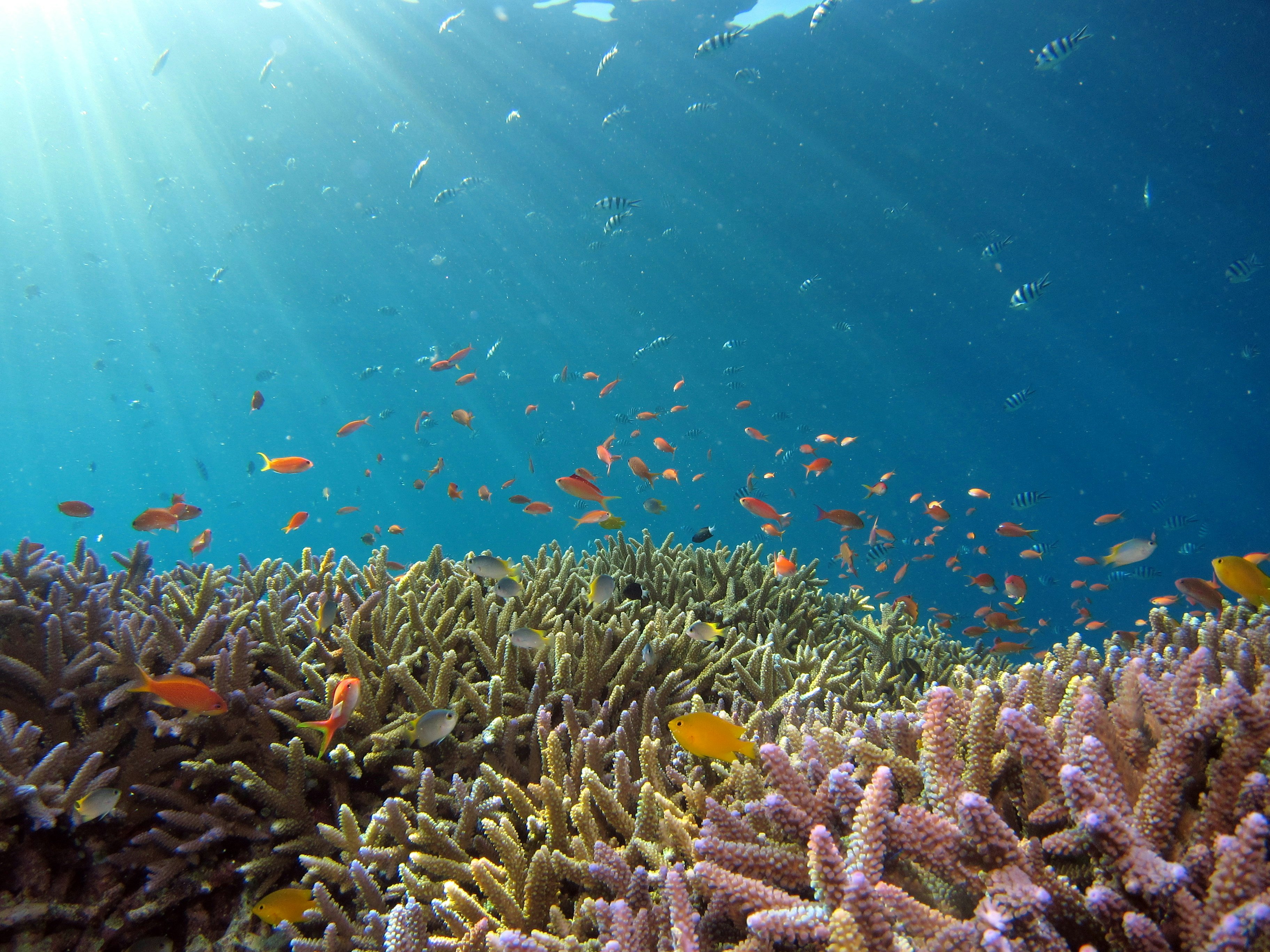 la barriera corallina che si può vedere durante una vacanza sportiva in egitto, facendo snorkeling