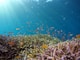 Marine conservation