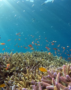 school of fish in body of water