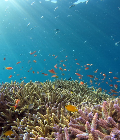 school of fish in body of water