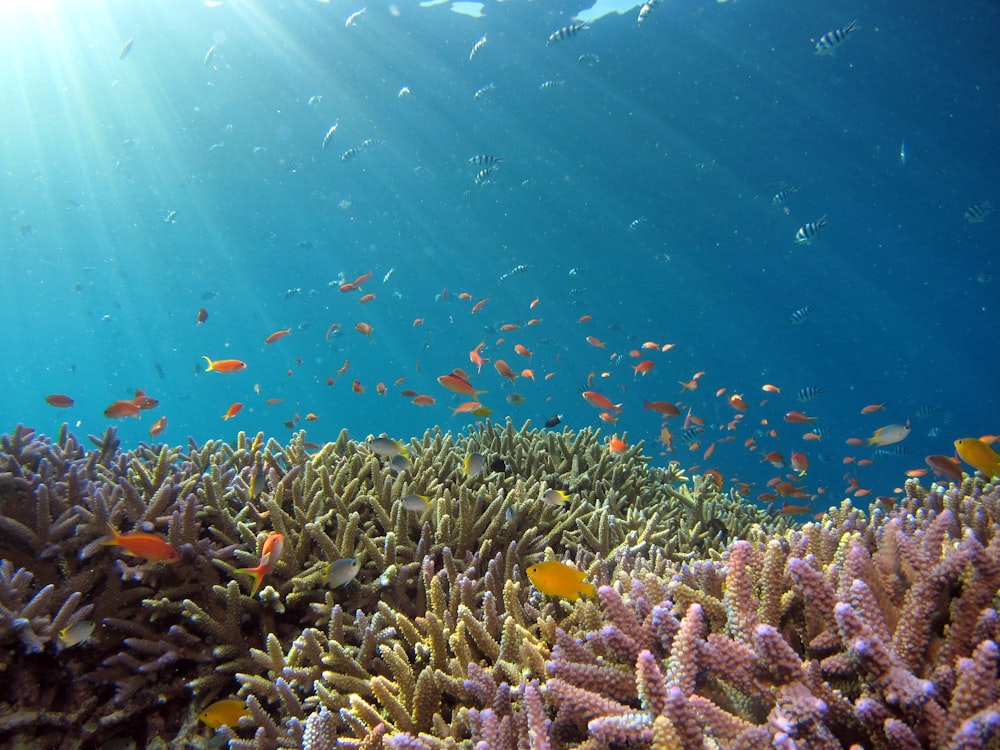 banco de peces en cuerpo de agua