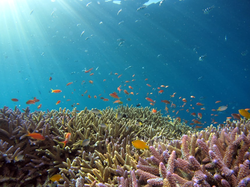 Snorkeler floating over massive coral formations at Palancar Reef in Cozumel with crystal clear blue water