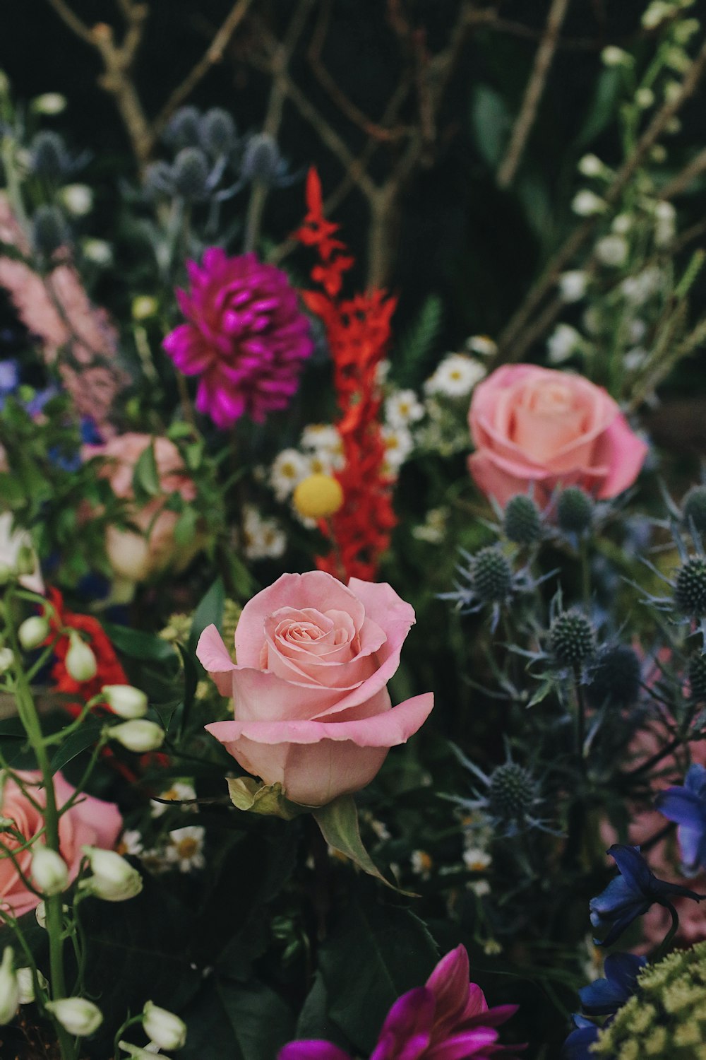 pink roses in bloom during daytime