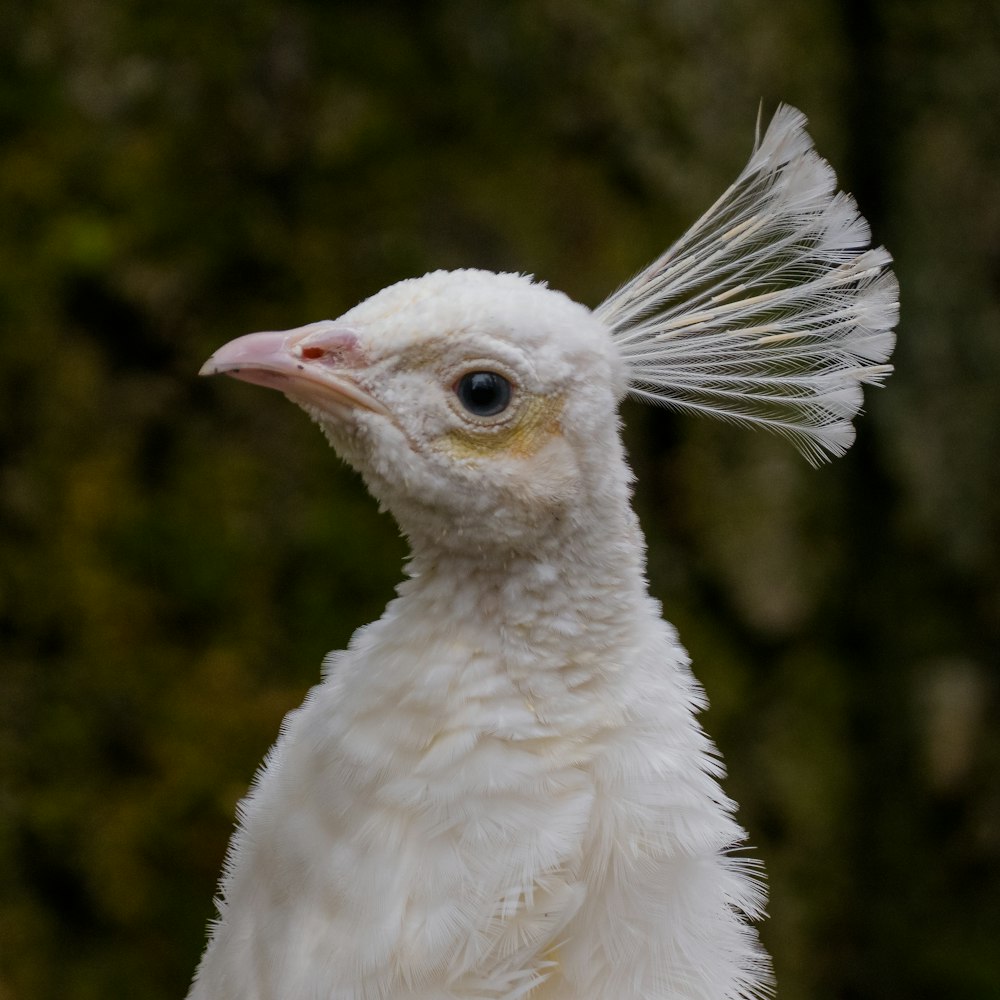 클로즈업 사진의 흰 새