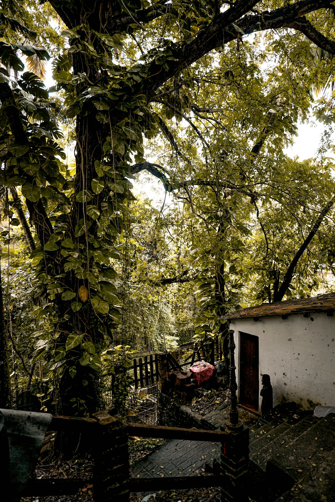 Forest photo spot Olinda Recife - PE