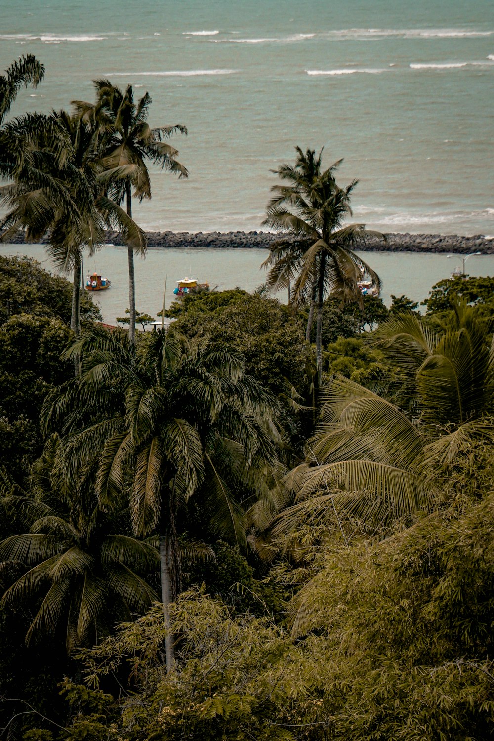 green palm tree near body of water during daytime