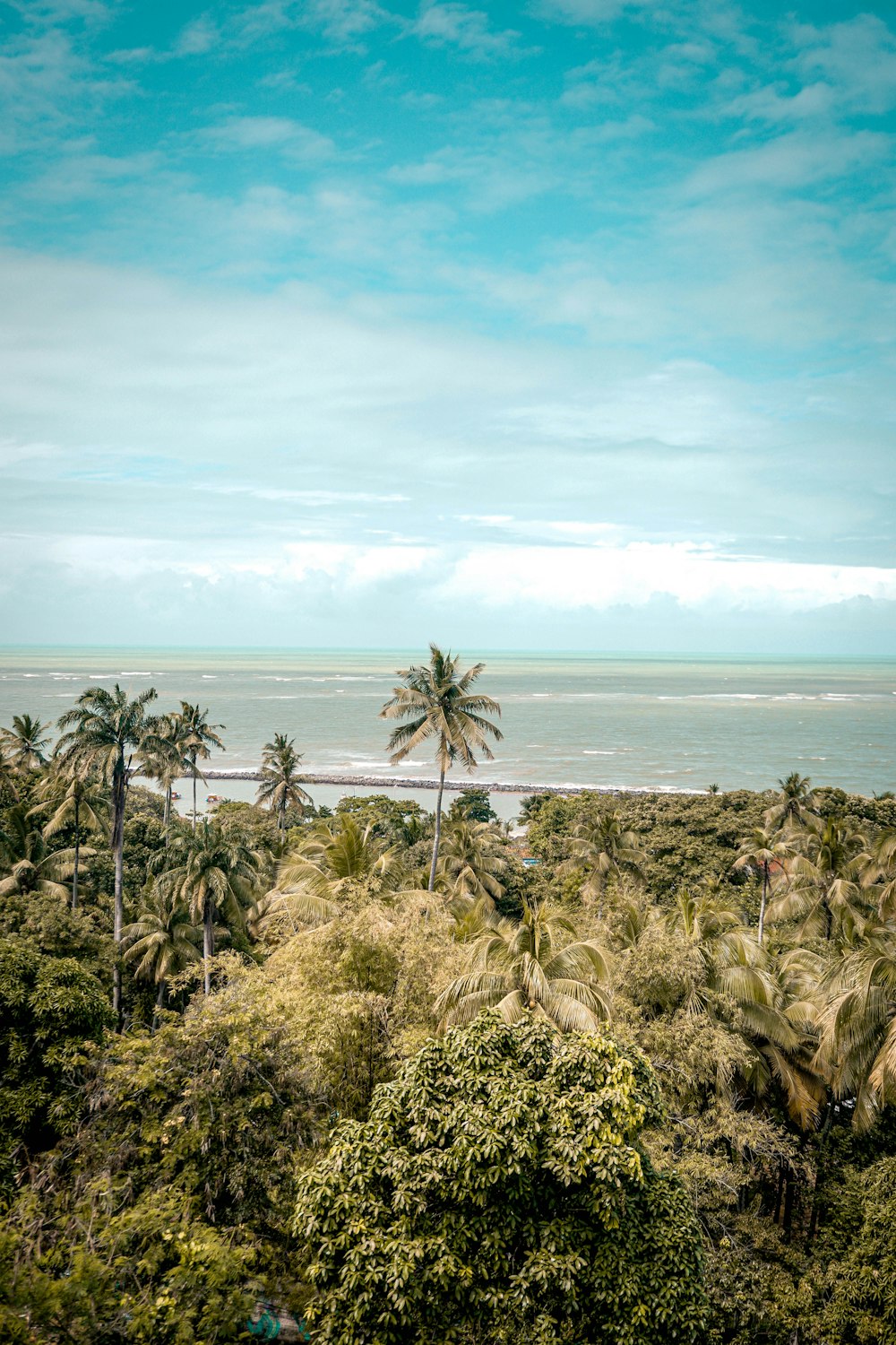 green and brown plants near sea under blue sky during daytime