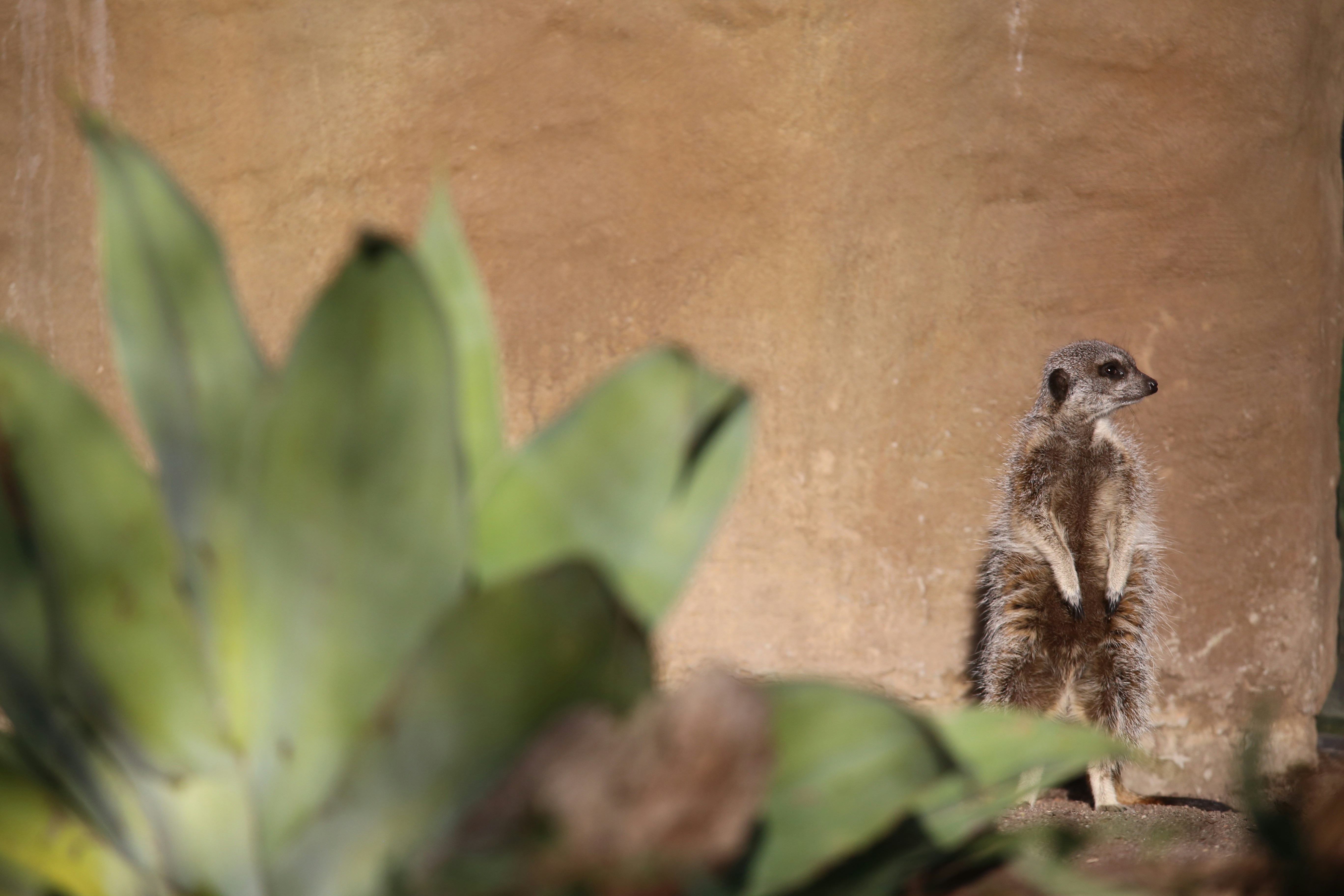Brown and gray animal on brown rock photo Free Australia Image on