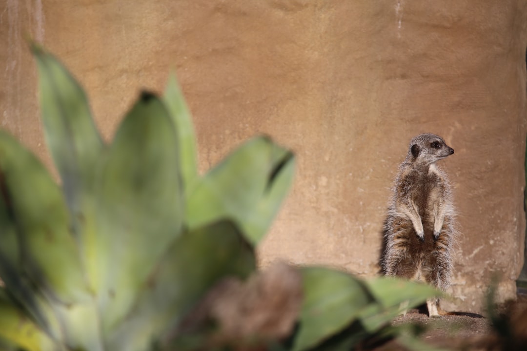 Wildlife photo spot Melbourne Flinders VIC