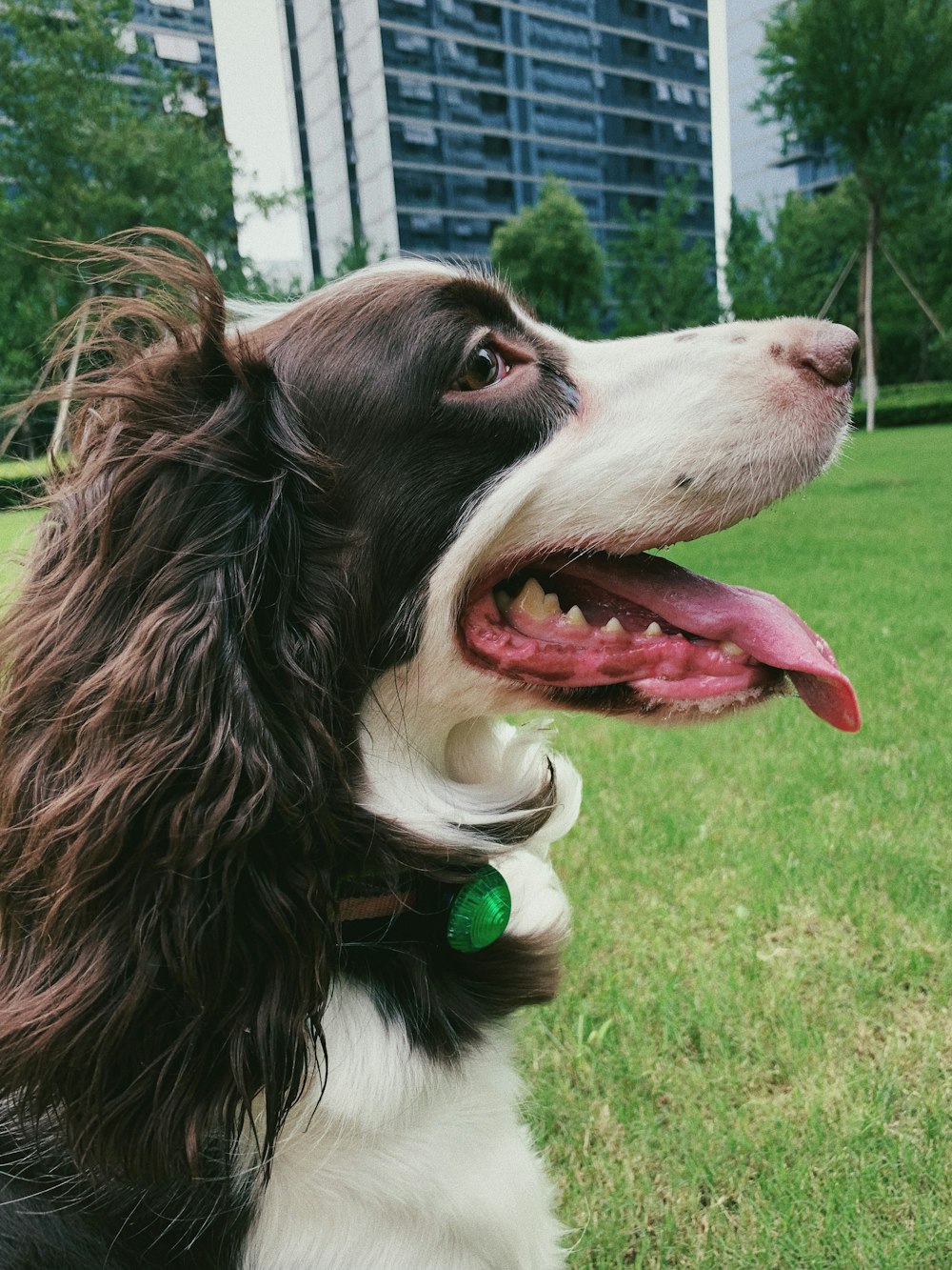 black and white long haired dog on green grass field during daytime