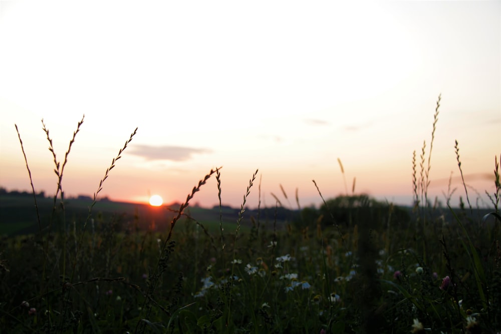 green grass field during sunset