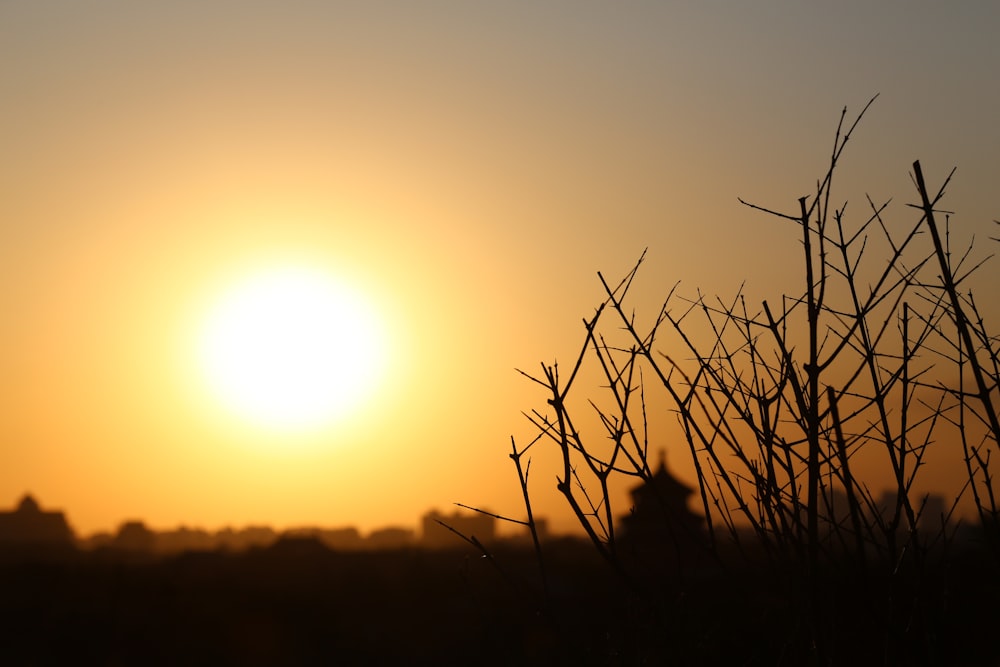 silhouette of leafless tree during sunset