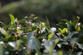 Close-up of lush Assam tea leaves glistening with morning dew.