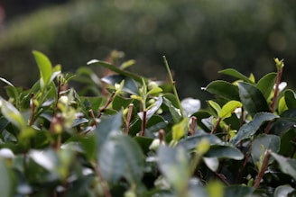 A close-up of fresh organic tea leaves being handpicked in a sunlit garden.