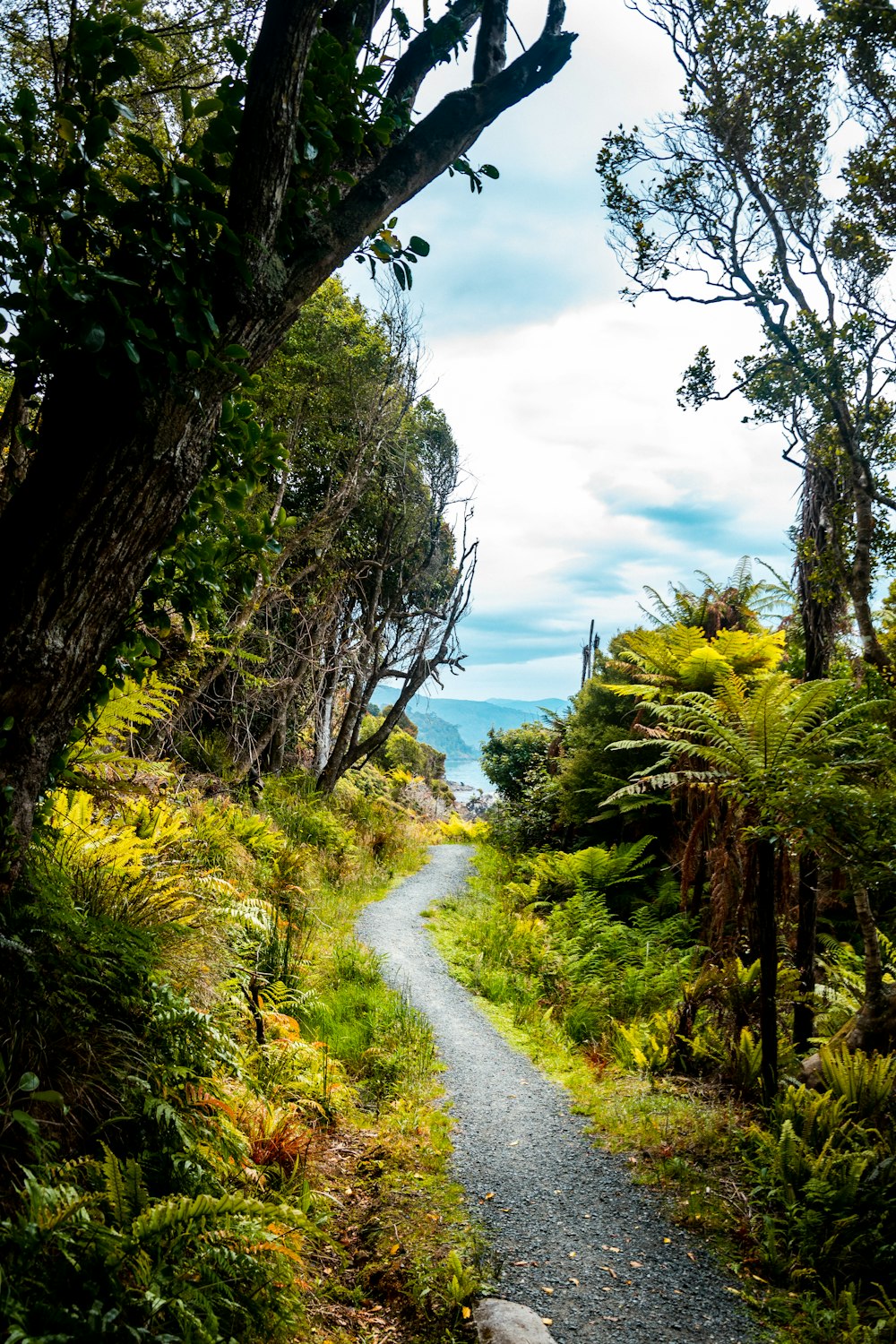 green grass and trees near road under white clouds and blue sky during daytime