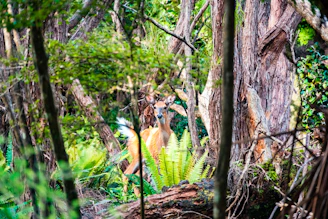 Close-up of a custom deer blind nestled in a forest clearing at dawn