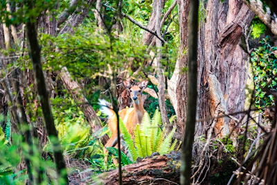Close-up of a custom deer blind nestled in a forest clearing at dawn