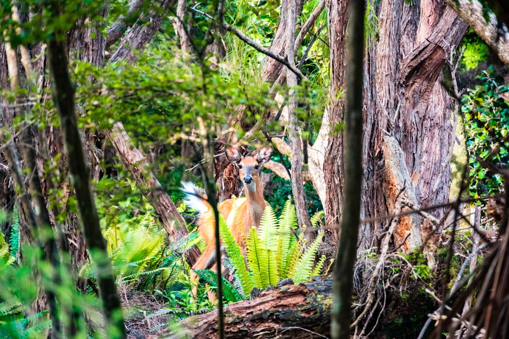 brown and white fox on brown tree trunk during daytime