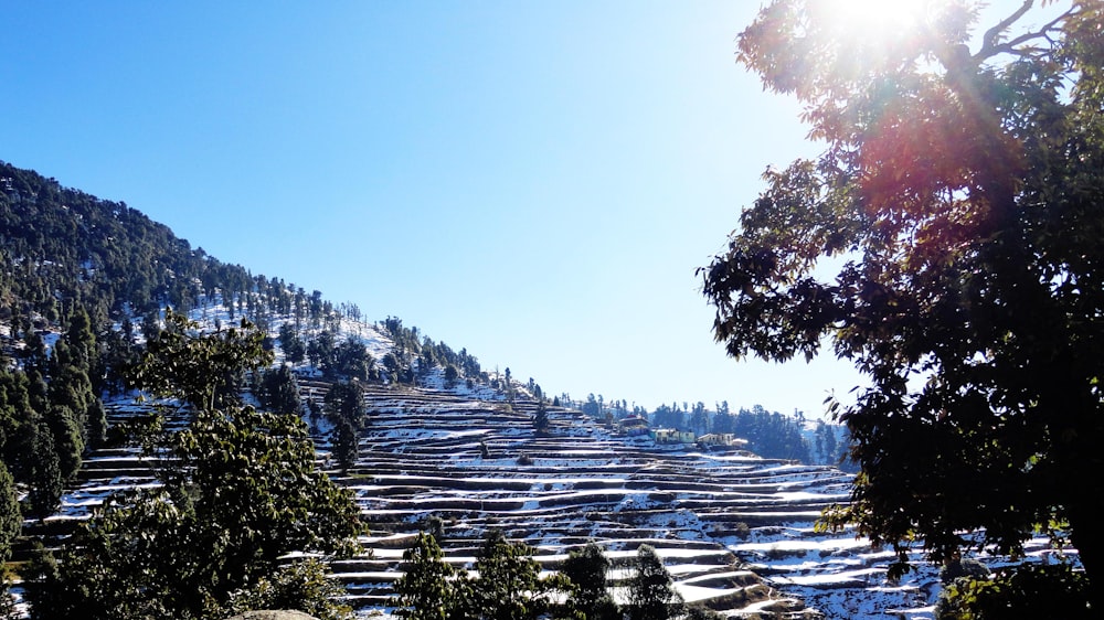 green trees and white snow covered mountain during daytime