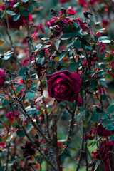 Close-up of a gardener pruning a rose bush with care and attention.