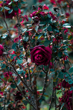 Close-up of a gardener pruning a rose bush with care and attention.
