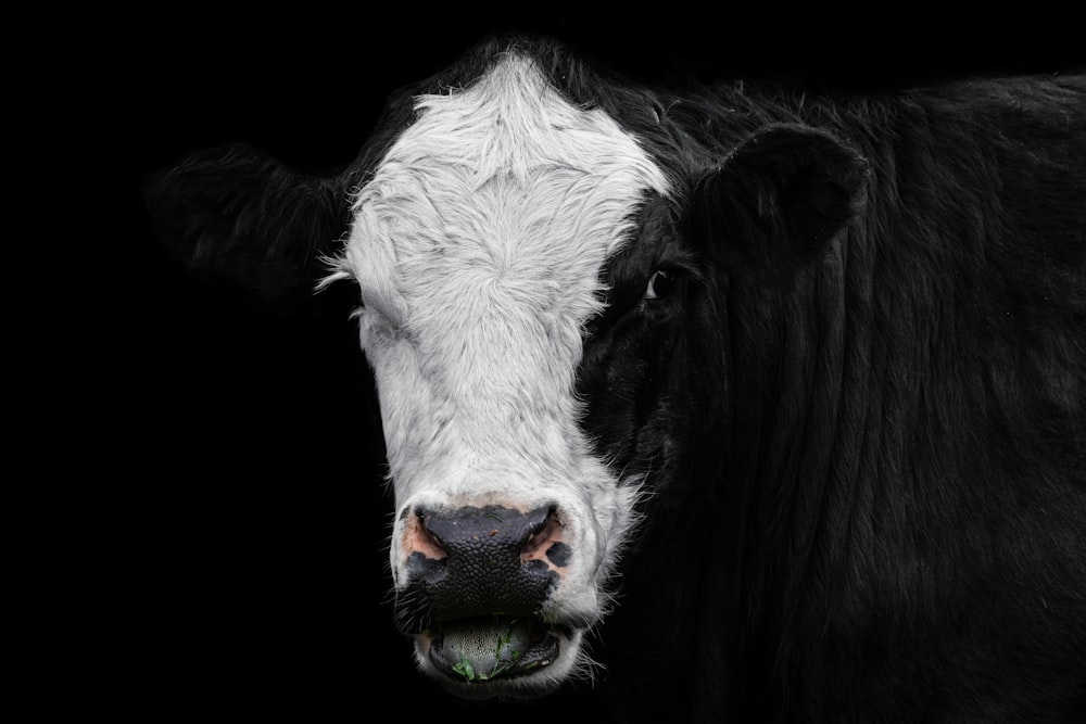 white and black cow head