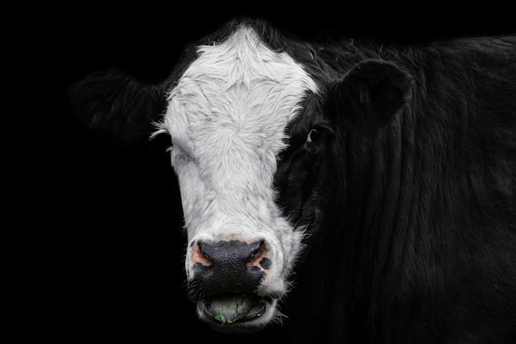 White And Black Cow Head Photo Free Black And White Image On