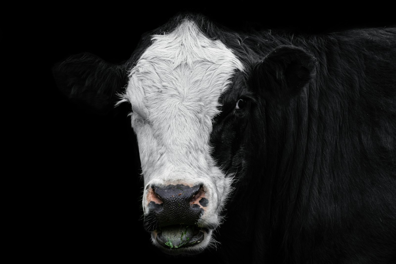 Nikon D810 + Sigma 70-300mm F4-5.6 APO DG Macro sample photo. White and black cow photography