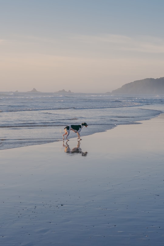 2 men and woman holding white and black dog walking on beach during daytime in Byron Bay Australia