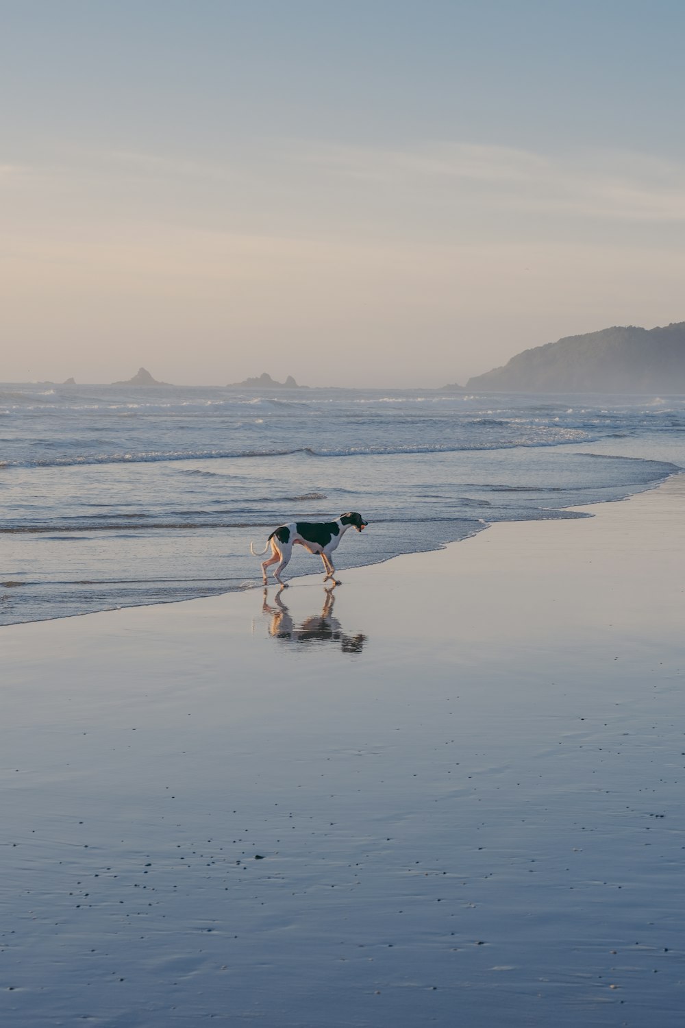 2 men and woman holding white and black dog walking on beach during daytime