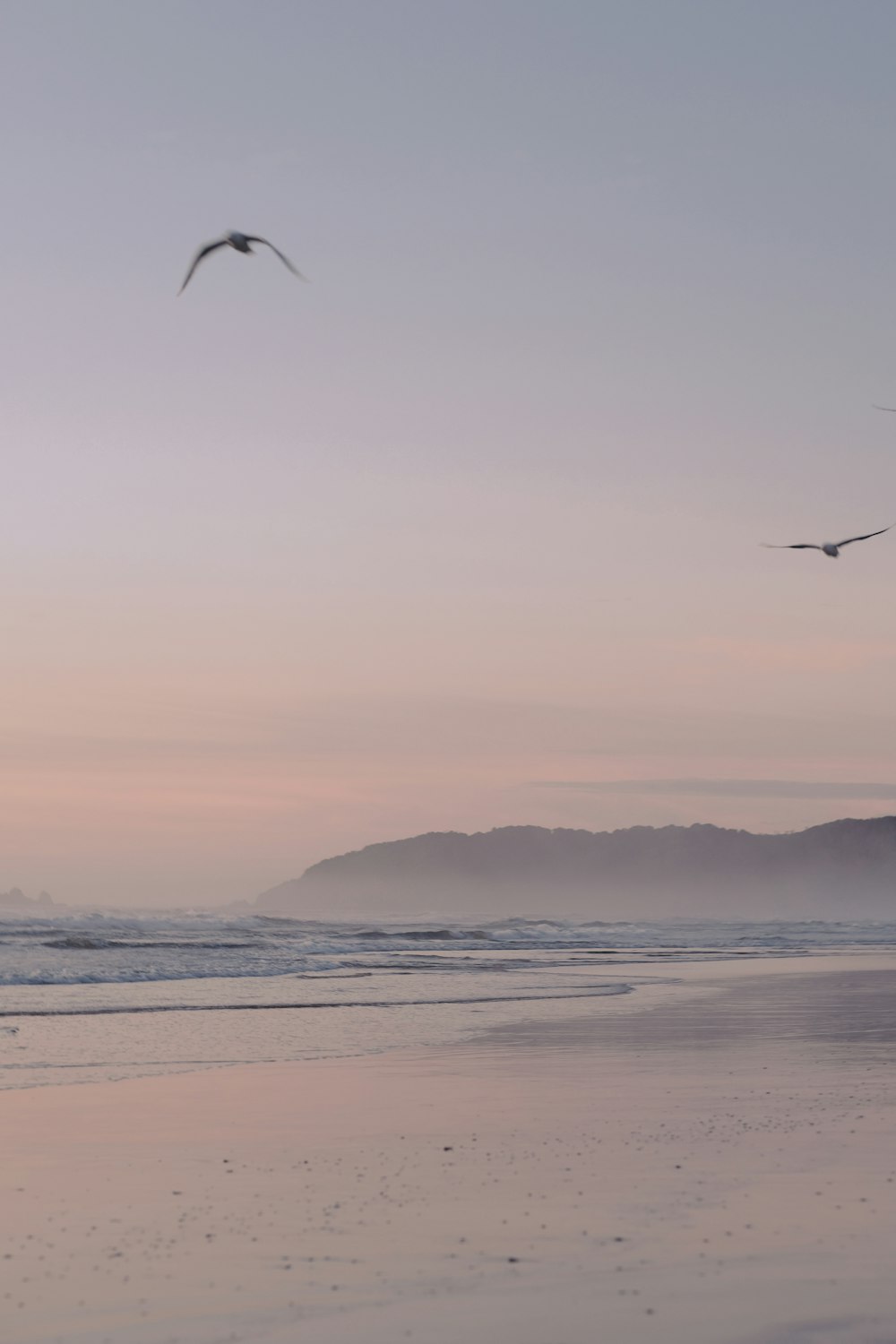 oiseaux volant au-dessus de la mer au coucher du soleil